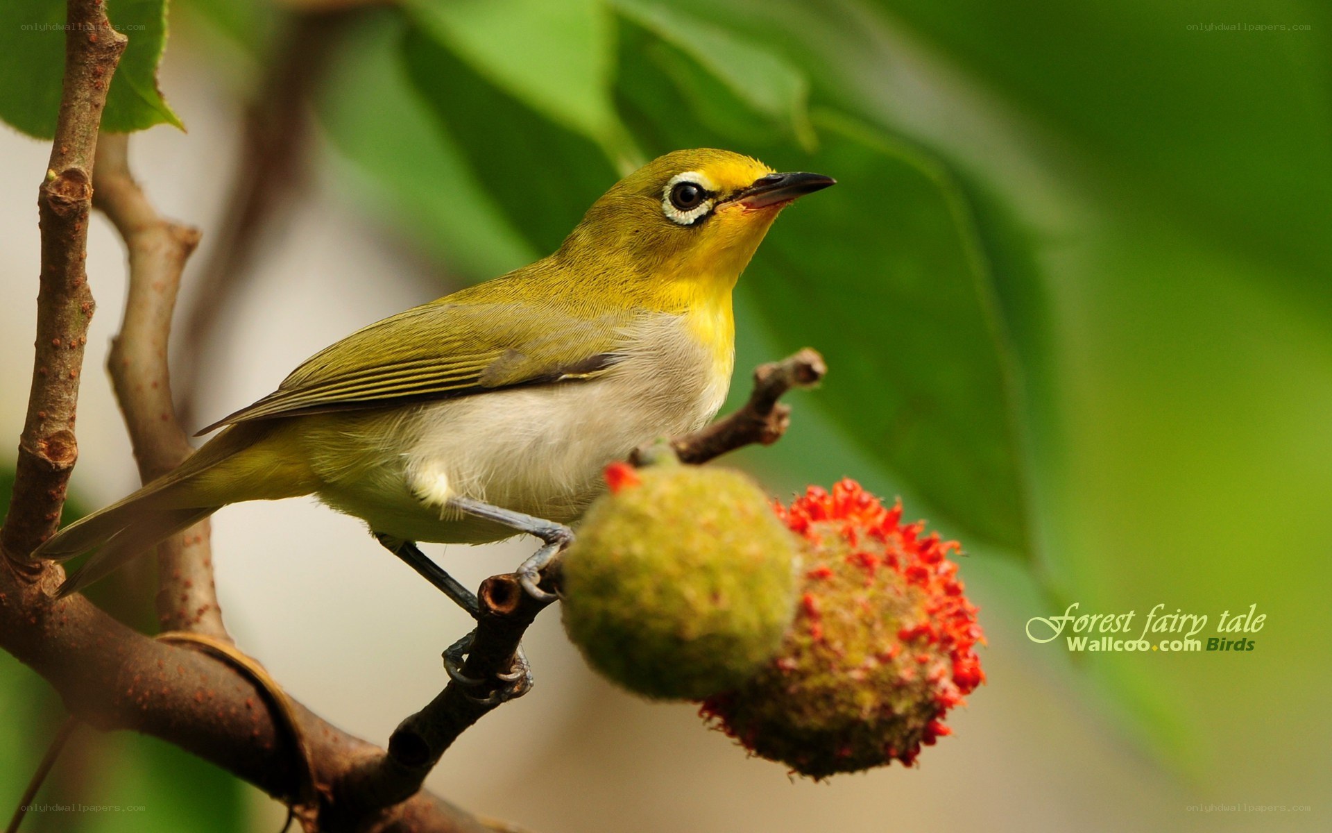 Yellow bird on a branch