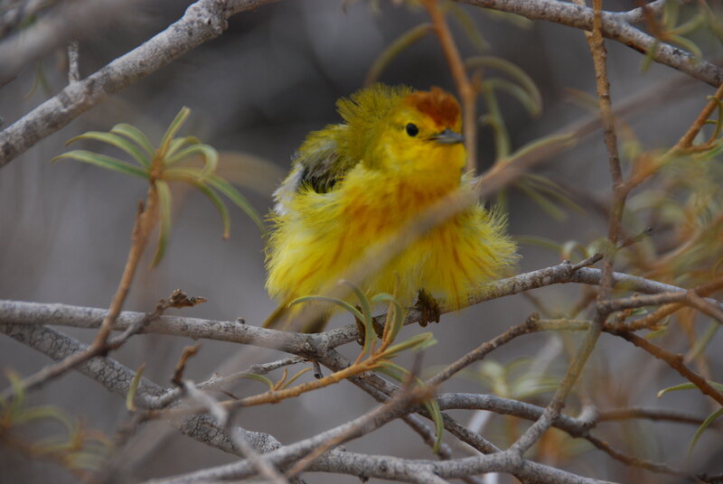 yellow bird on a branch