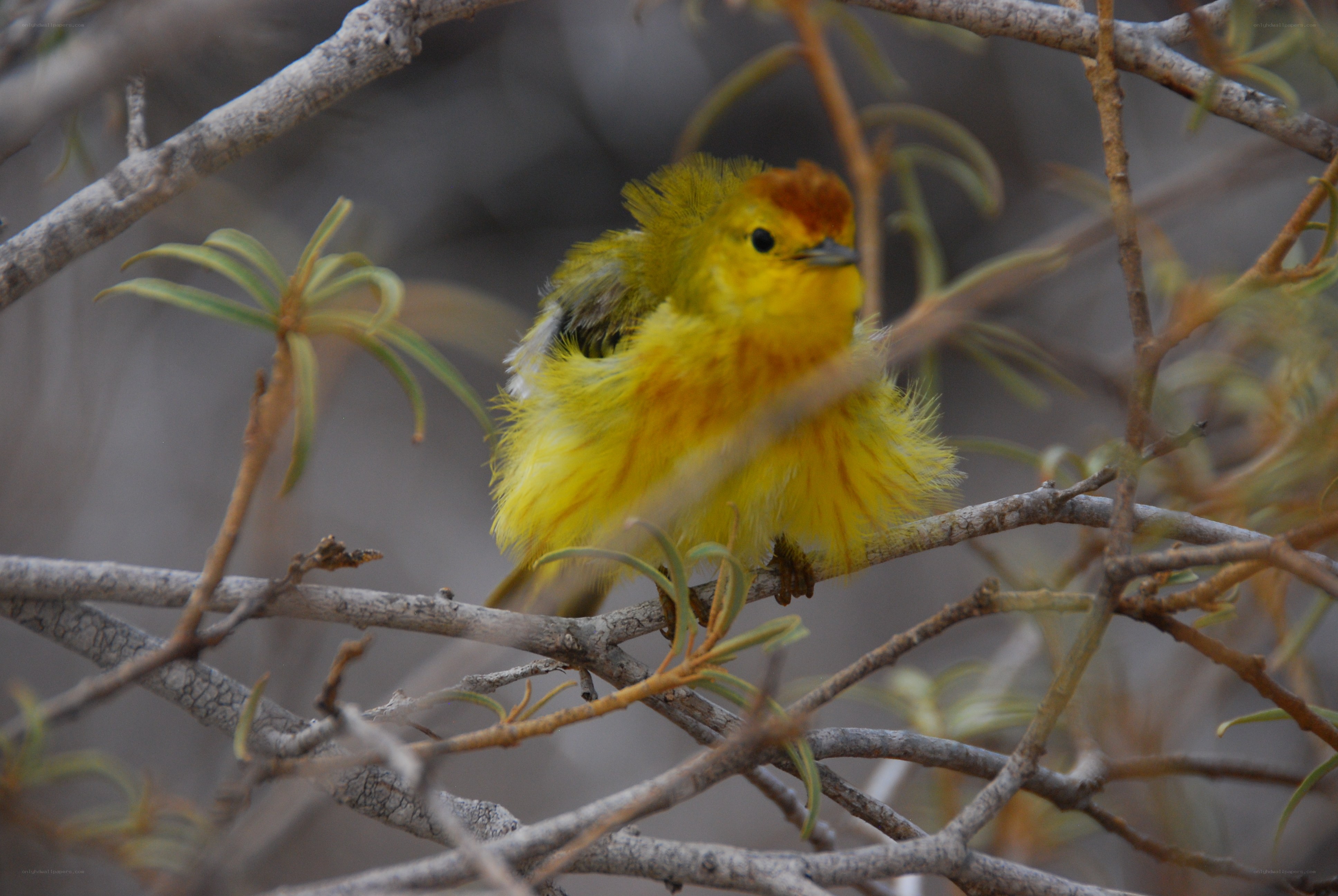 yellow bird on a branch