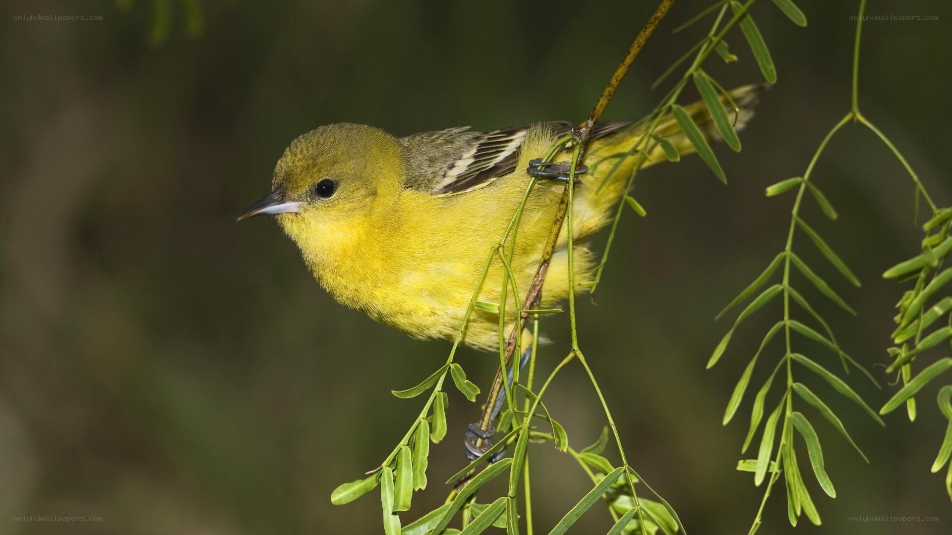 yellow bird on a branch