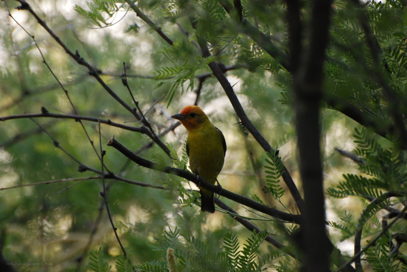 yellow bird on a branch