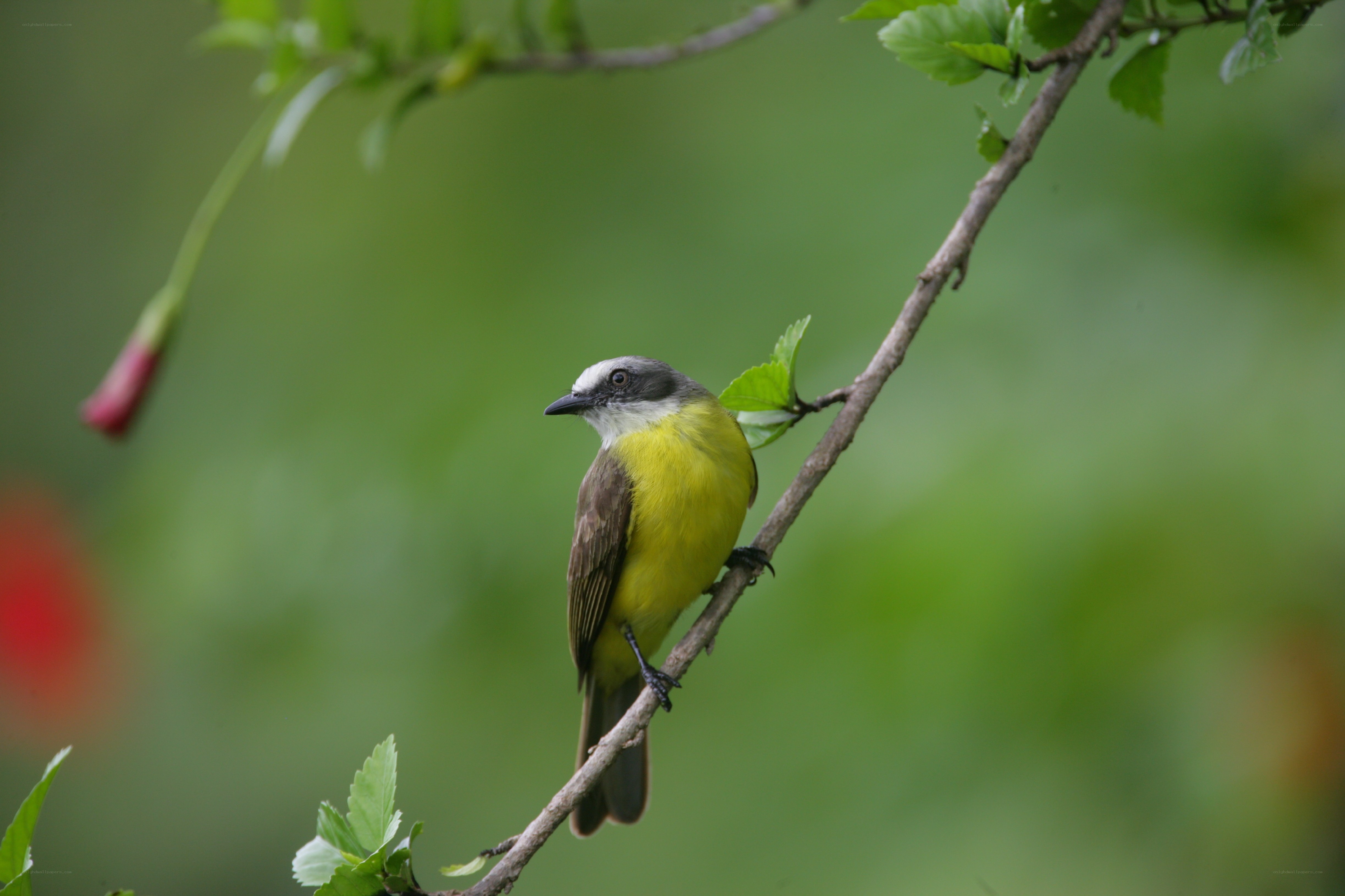 Yellow bird on a branch