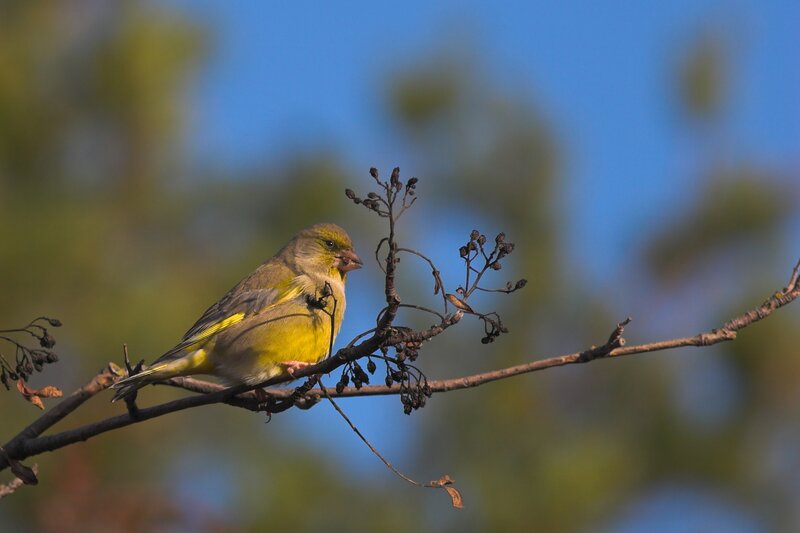 Yellow bird on a branch