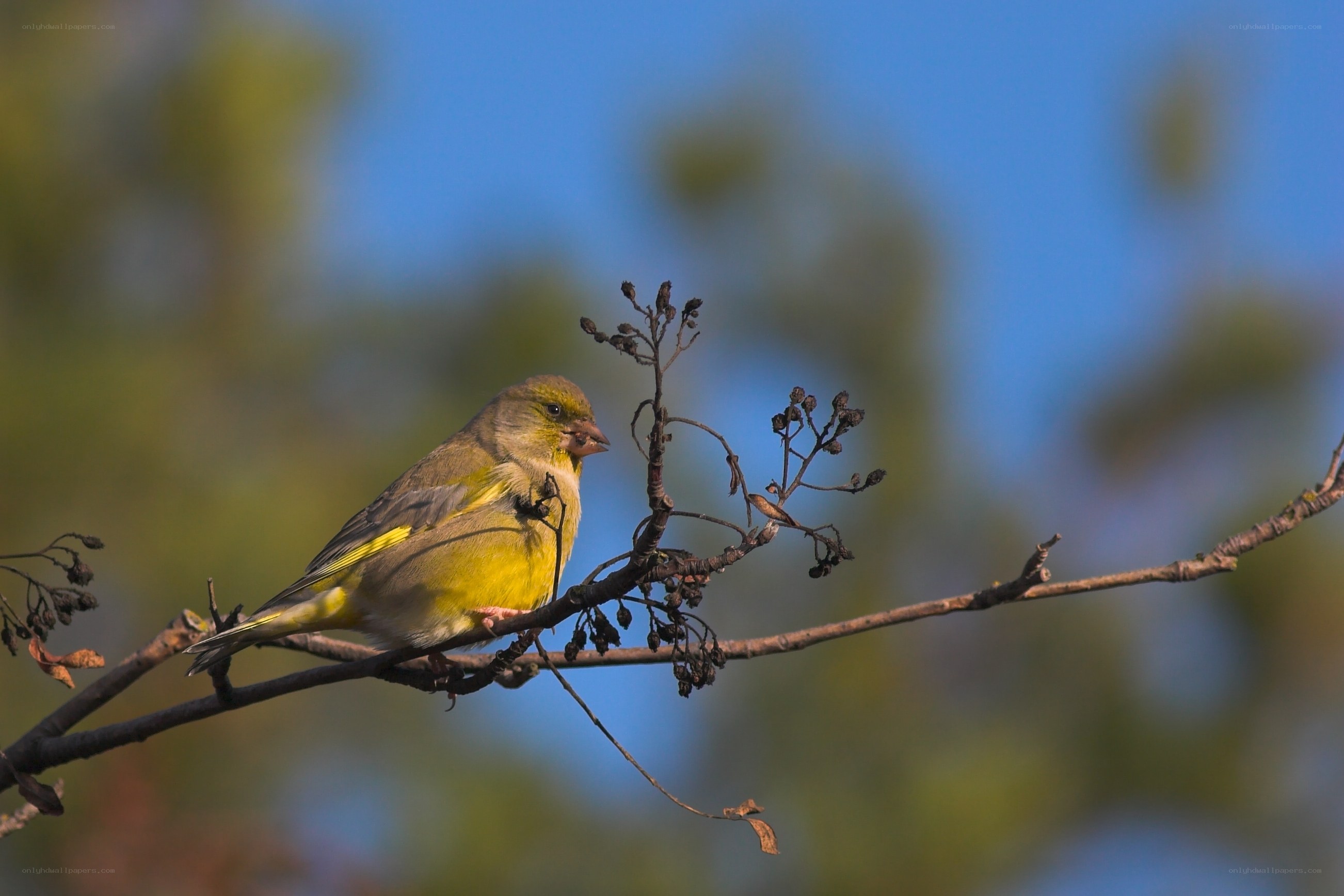 Yellow bird on a branch