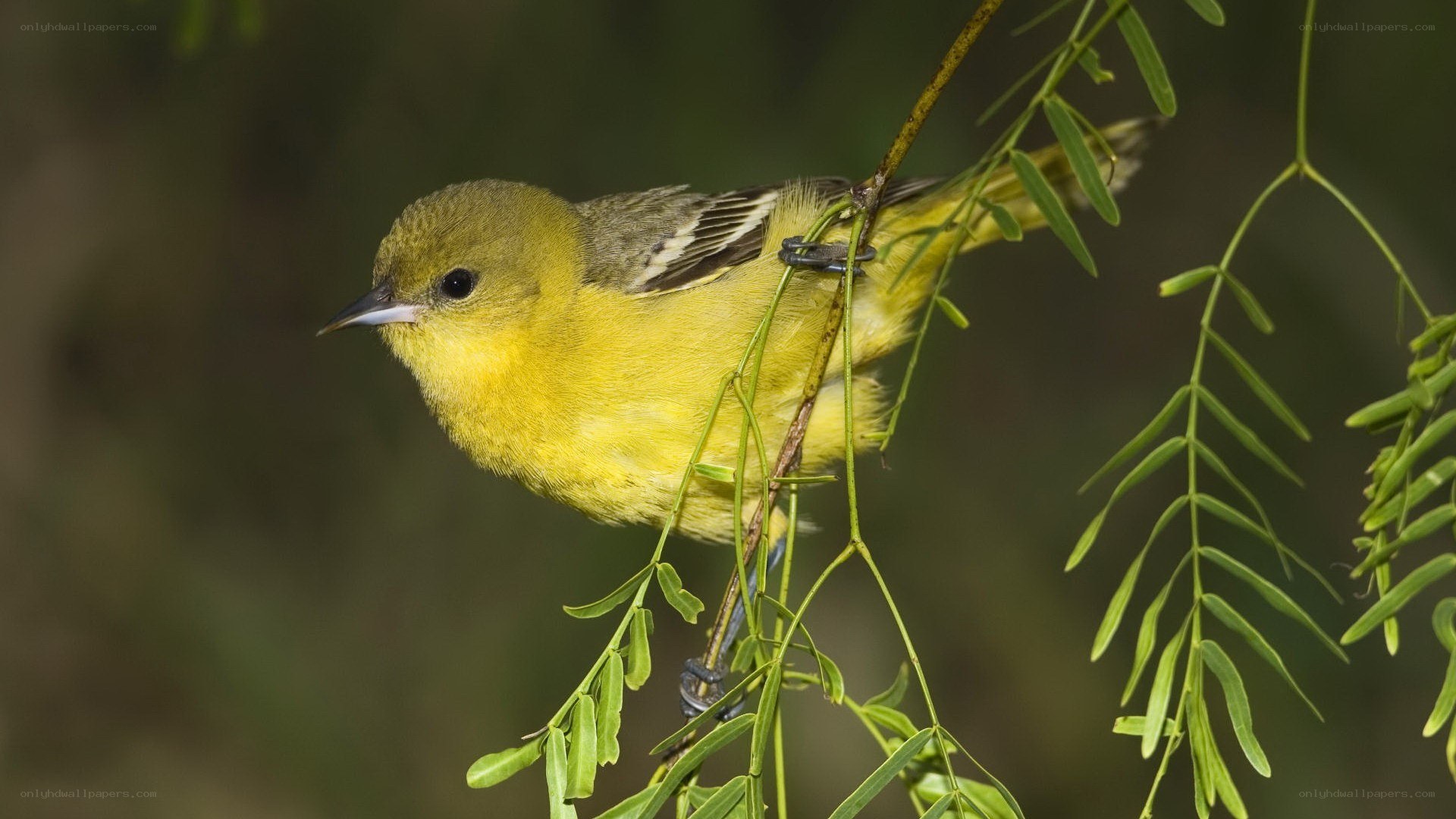 yellow bird on a branch