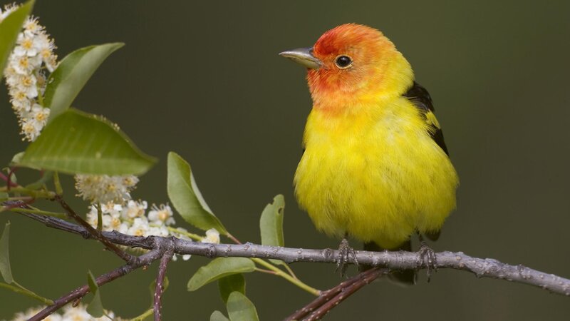yellow bird on a branch