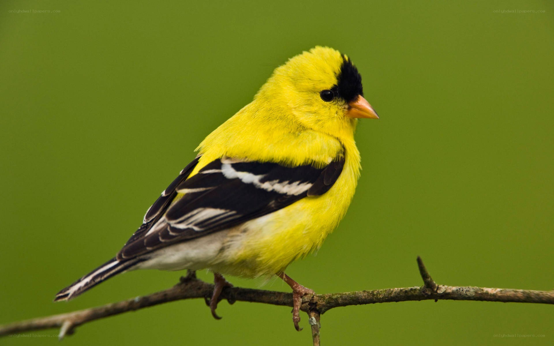 yellow bird on a branch