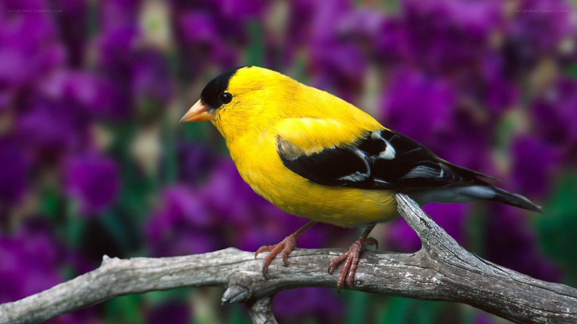 yellow bird on a branch