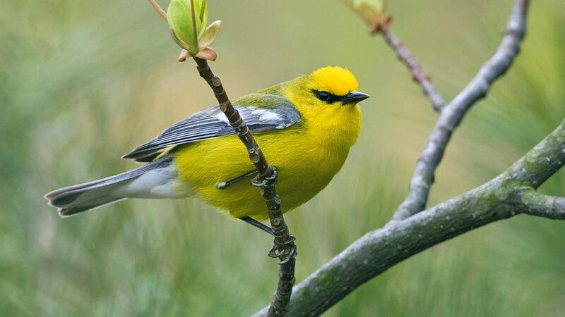 yellow bird on a branch