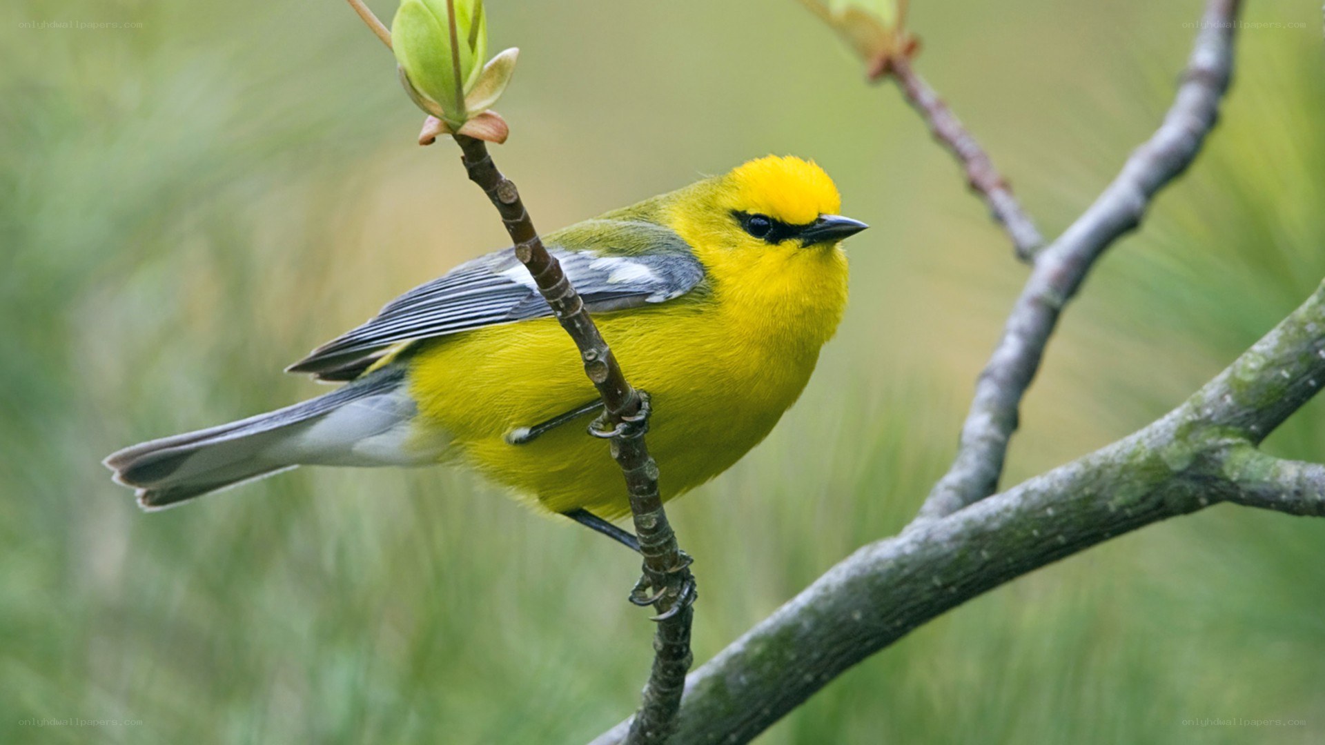 yellow bird on a branch
