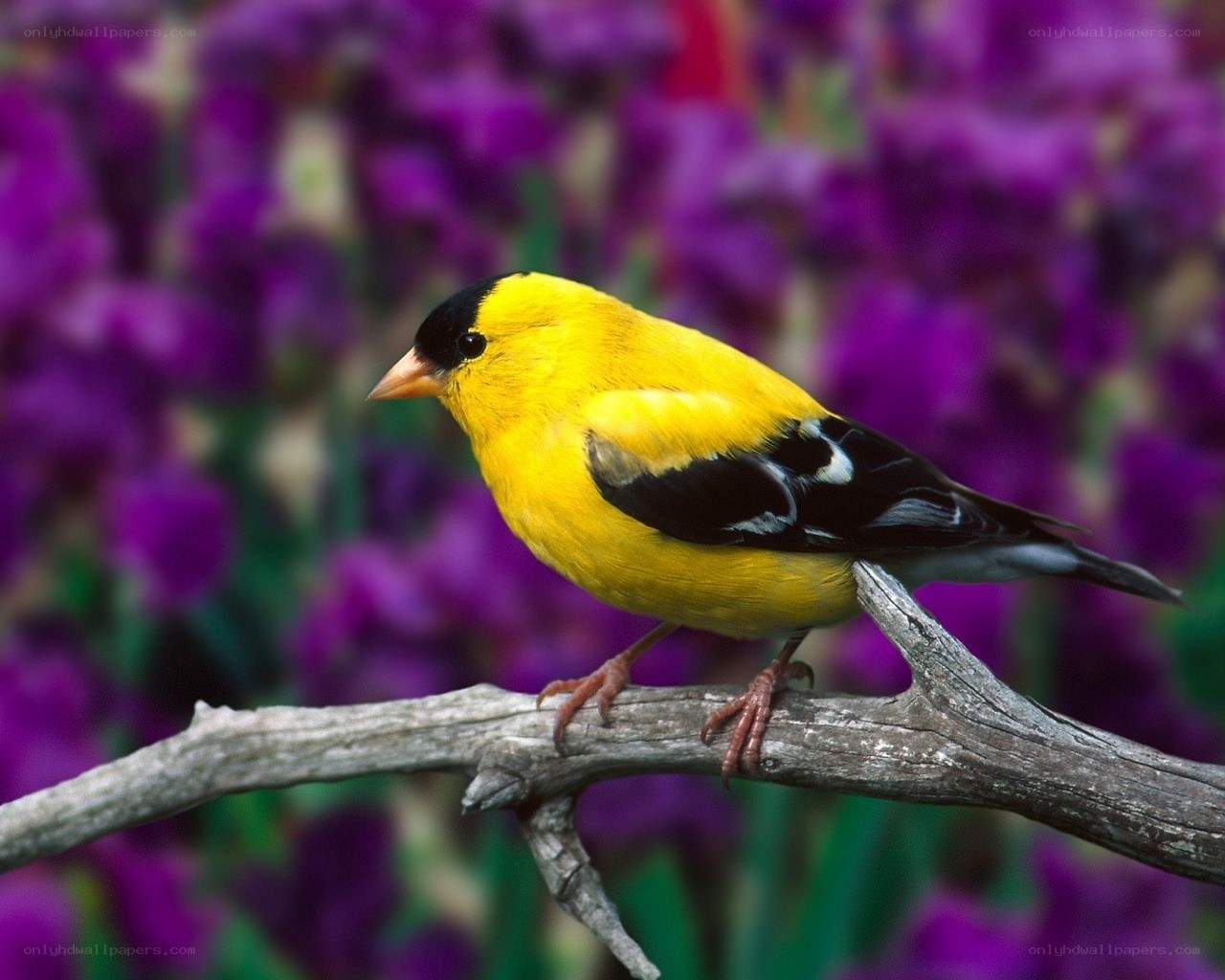 yellow bird on a branch
