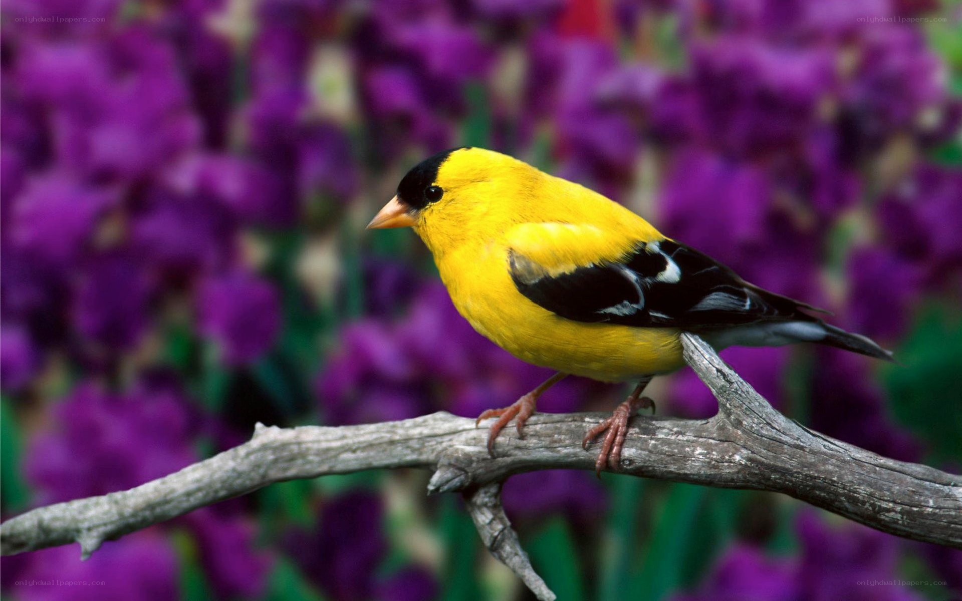 yellow bird on a branch