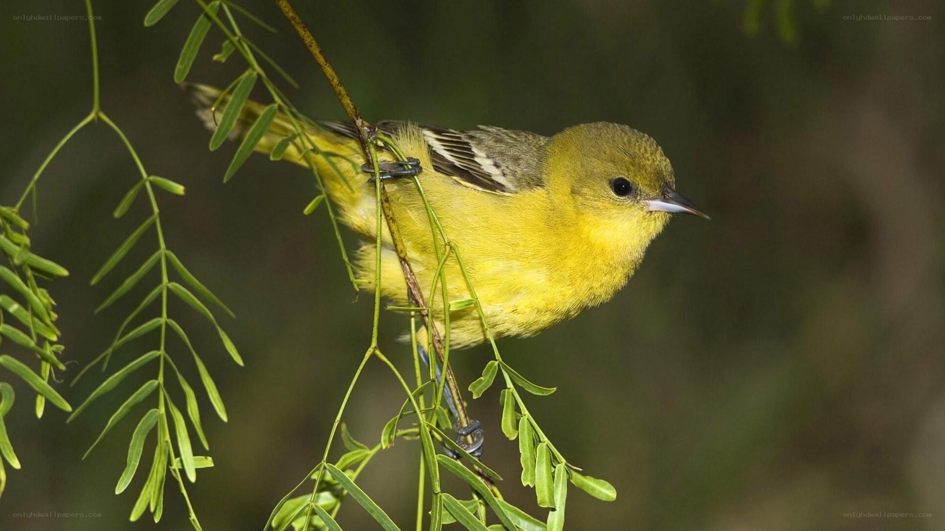 yellow bird on a branch