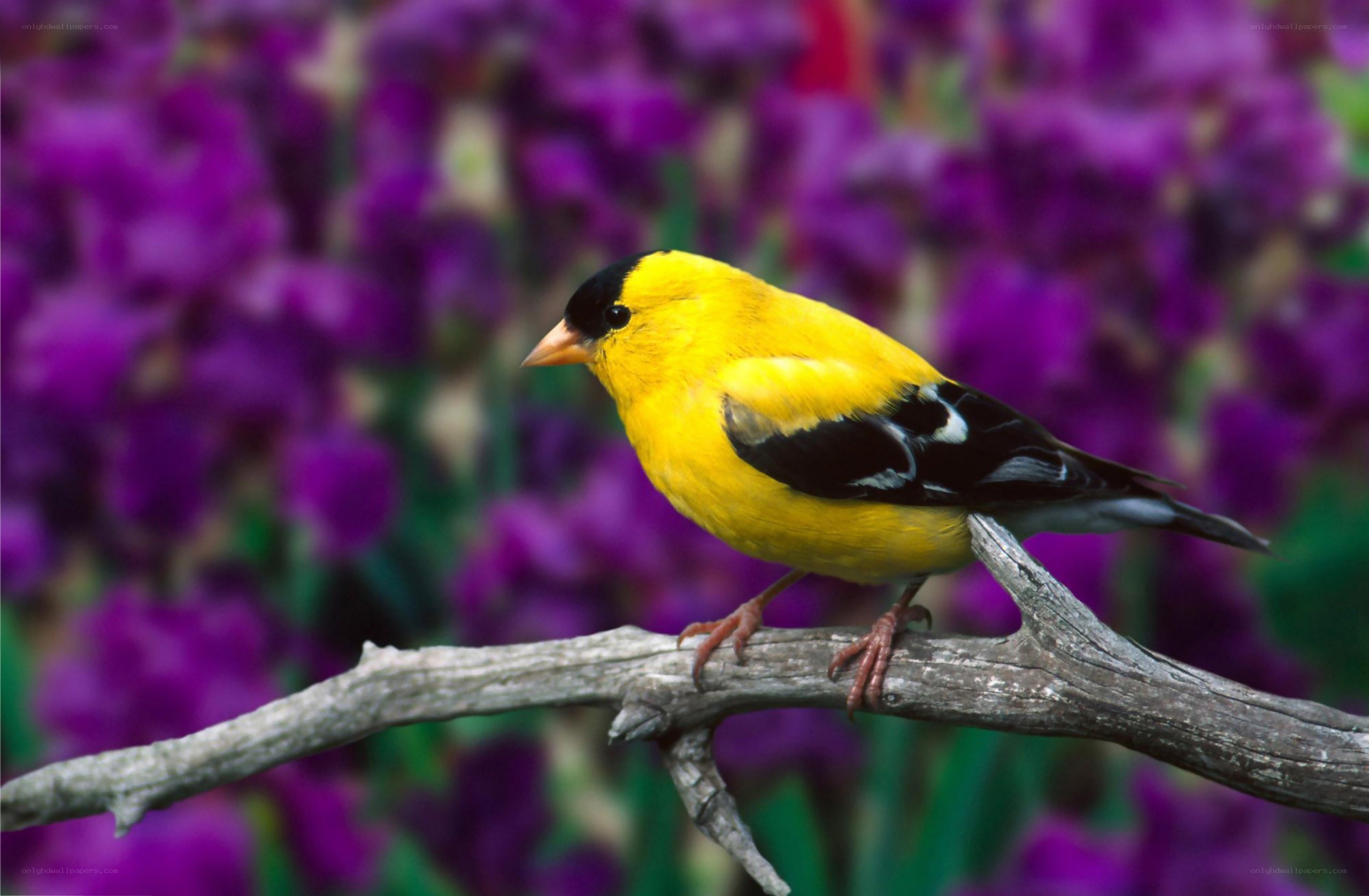 yellow bird on a branch