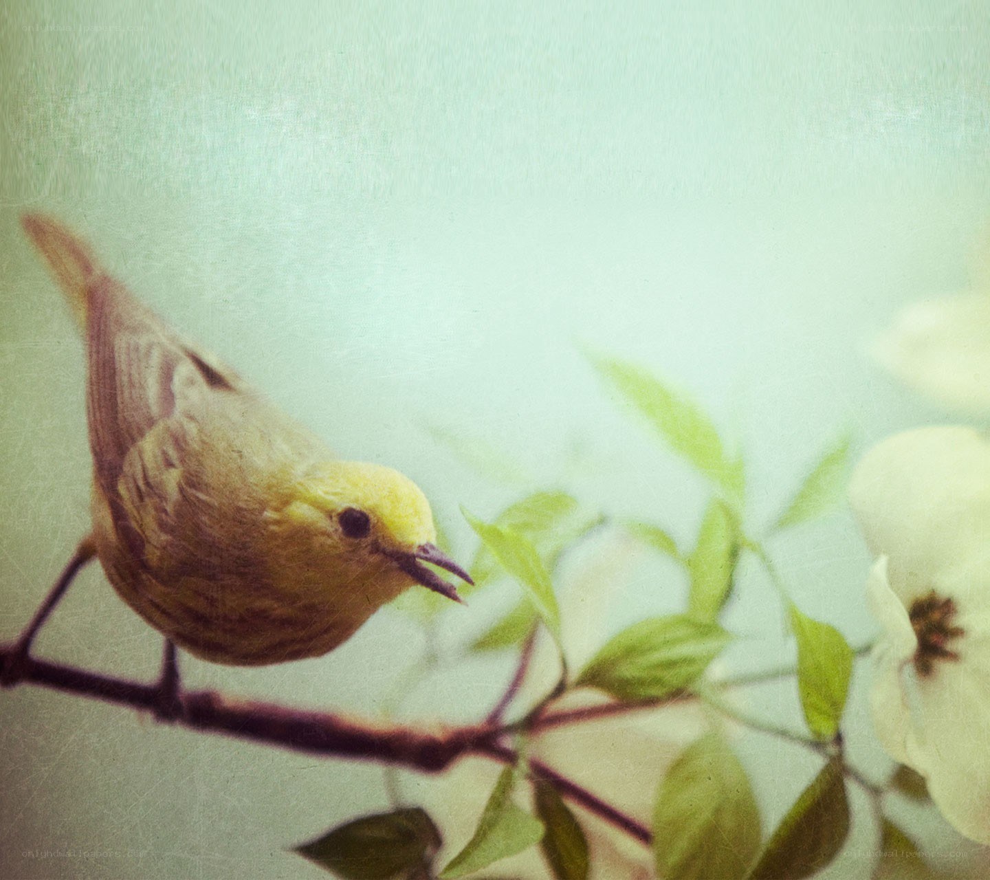 yellow bird on a branch