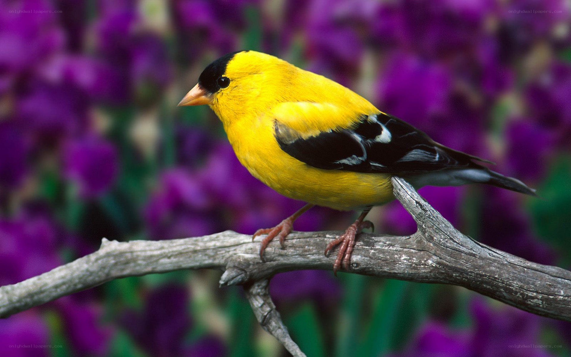 yellow bird on a branch