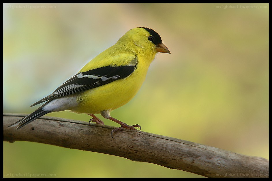 yellow bird on a branch