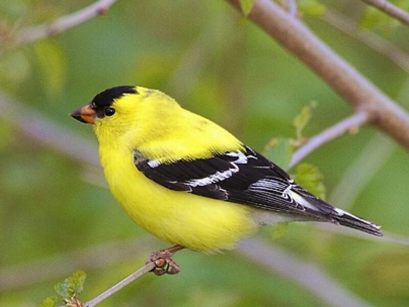 yellow bird on a branch