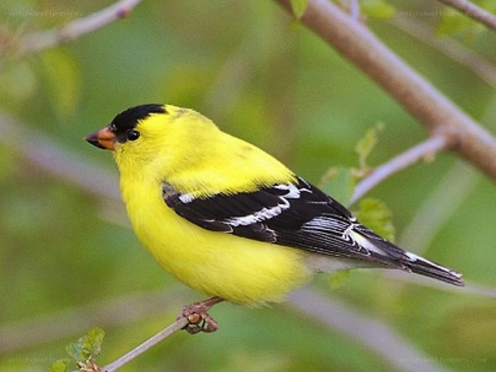 yellow bird on a branch