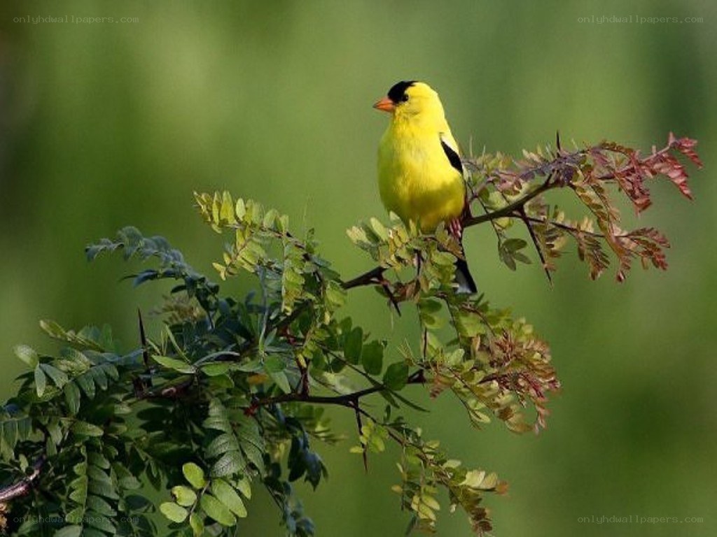 yellow bird on a branch