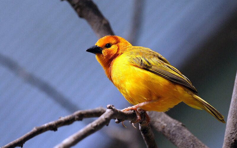 yellow bird on a branch