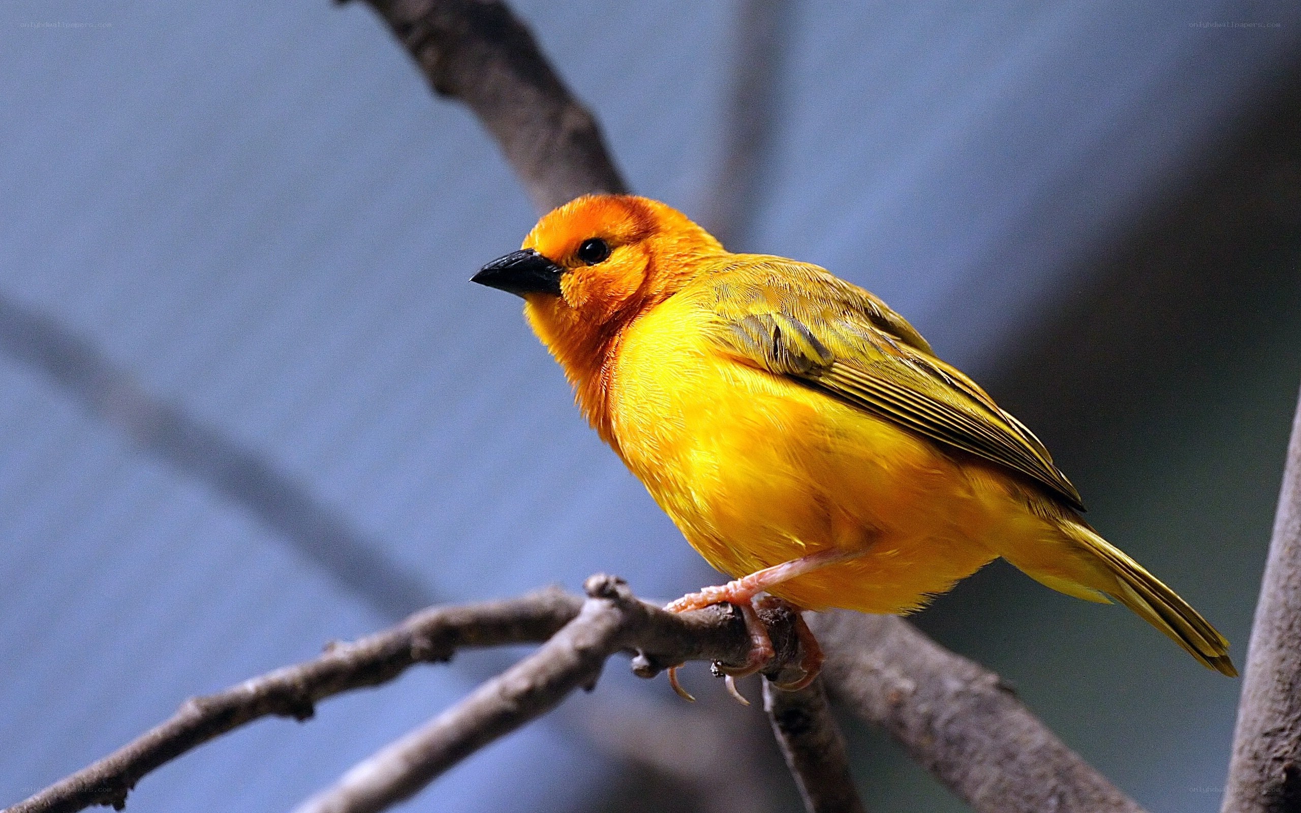yellow bird on a branch