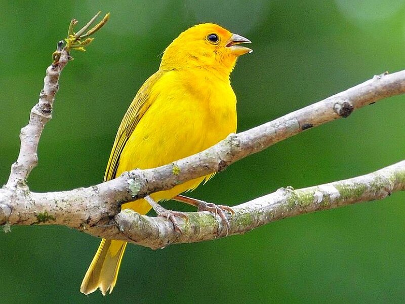 yellow bird on a branch