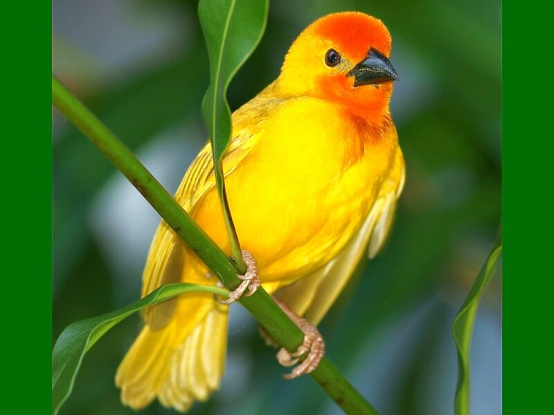 yellow bird on a branch
