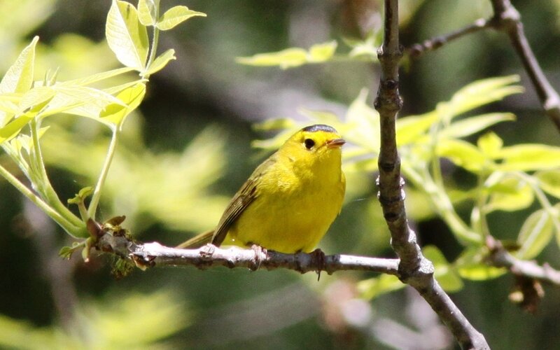 Yellow bird on a branch