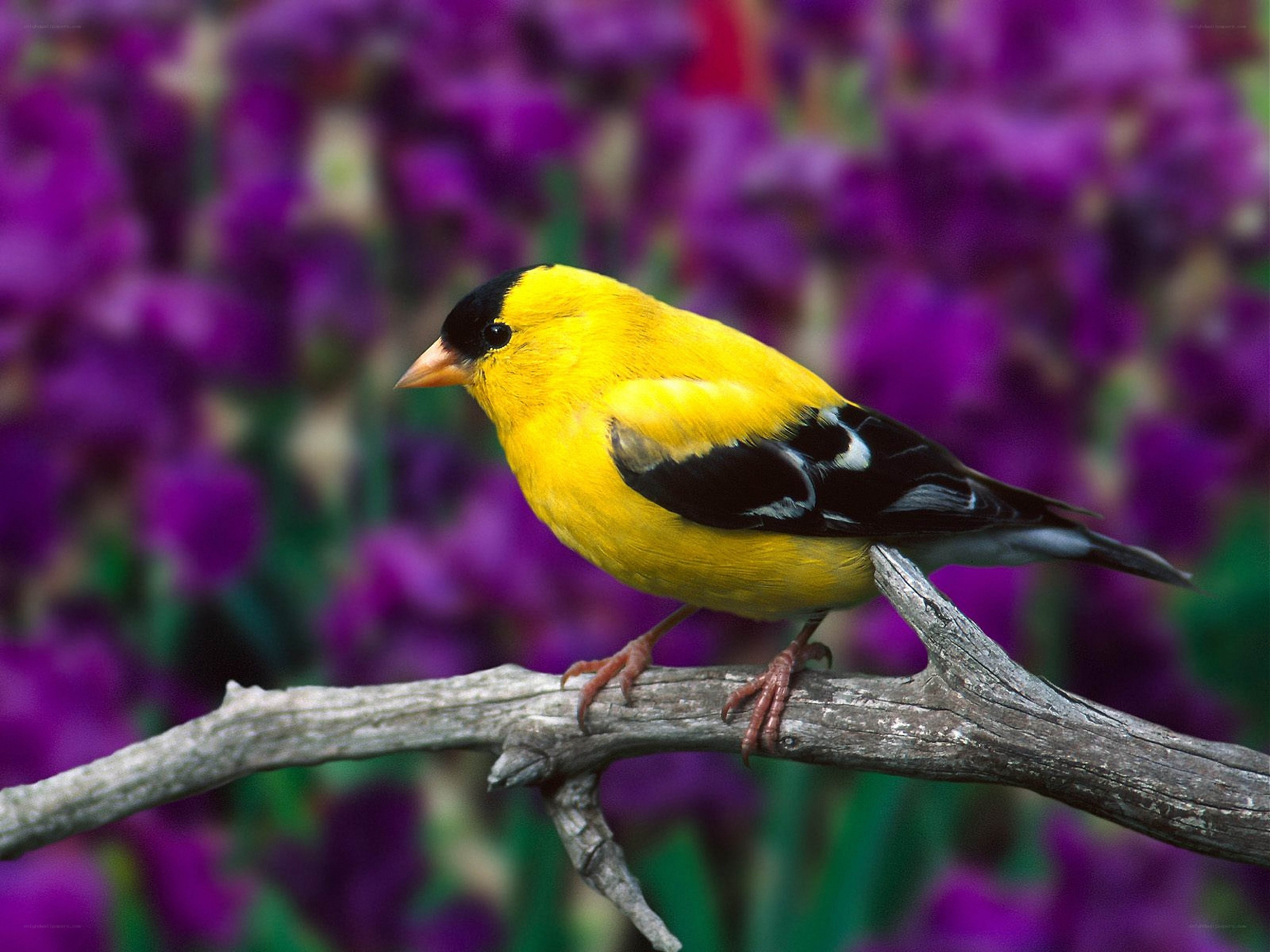 yellow bird on a branch