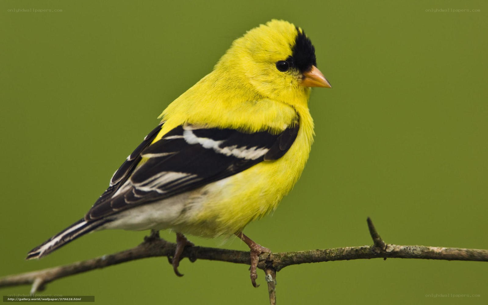 yellow bird on a branch