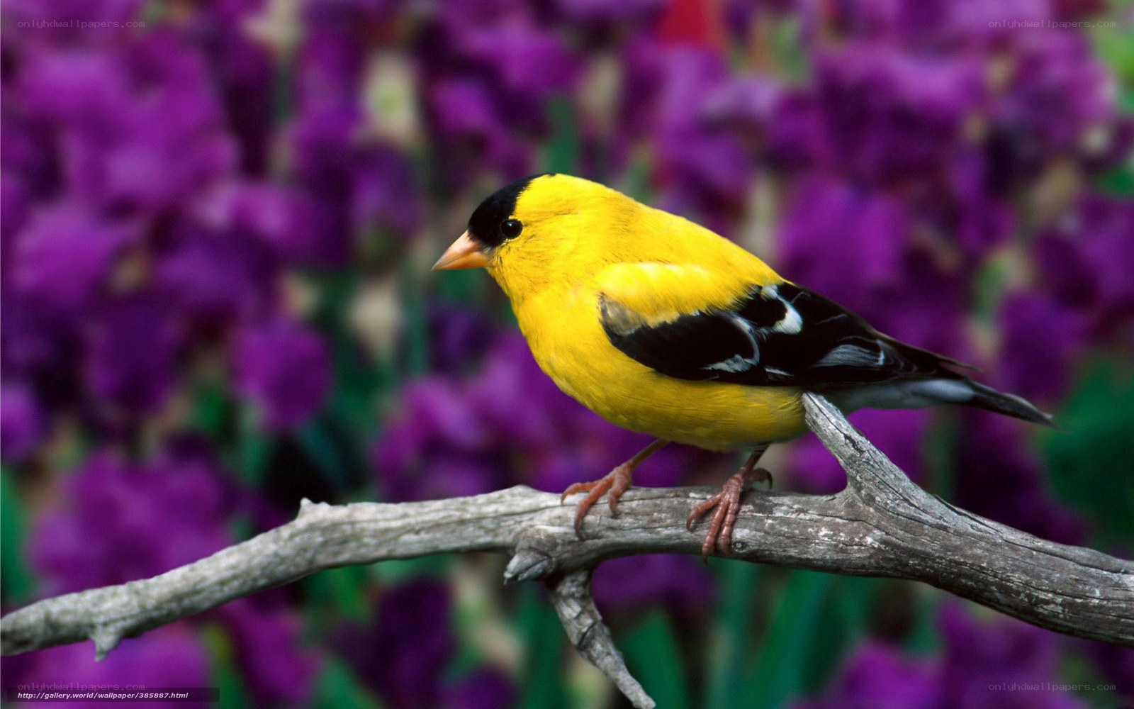 yellow bird on a branch