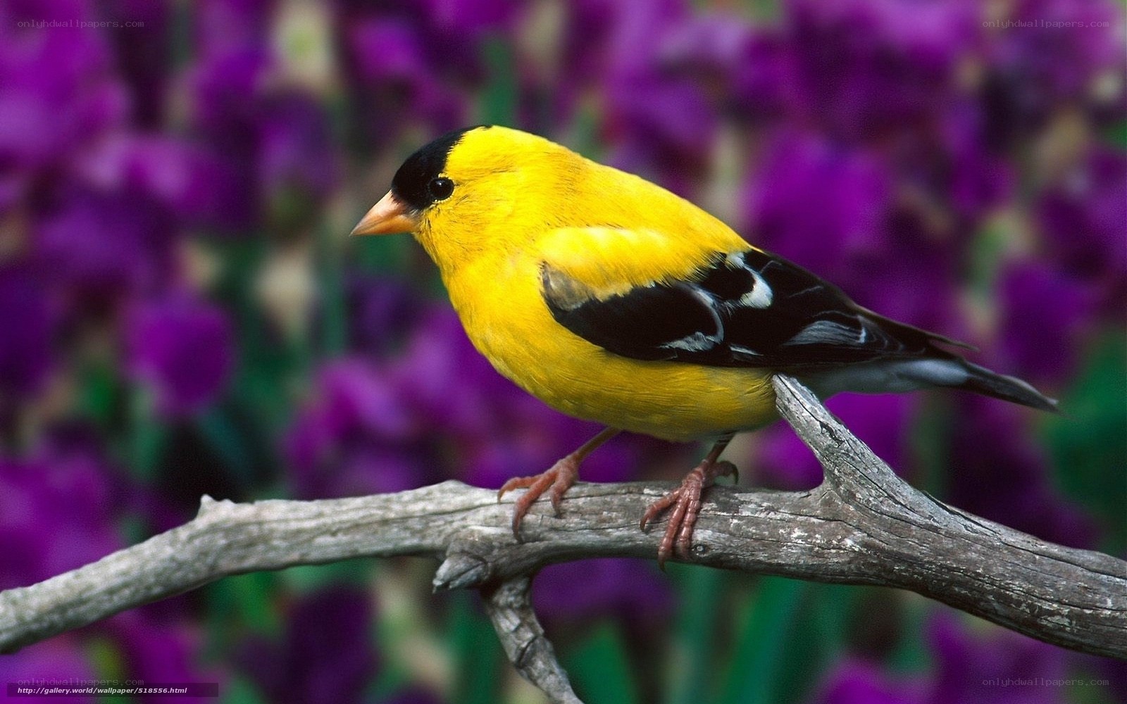 Yellow bird on a branch