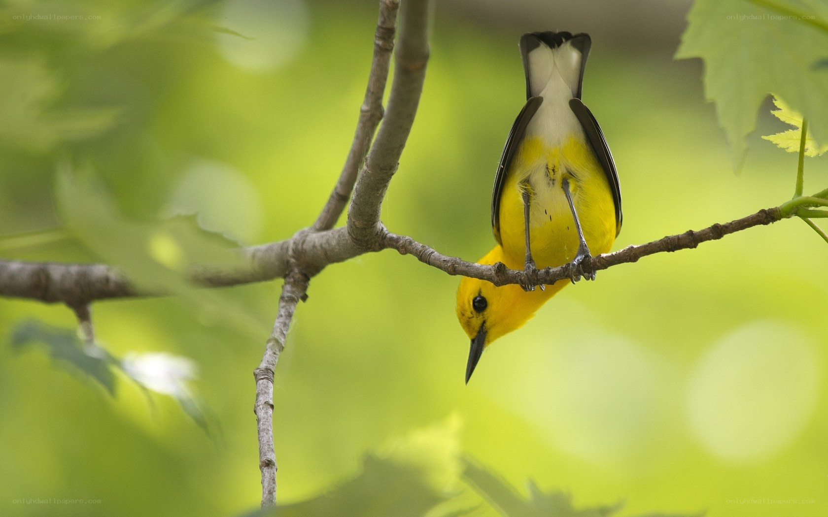 yellow bird on a branch