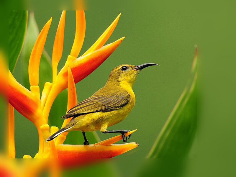 Yellow bird on a flower