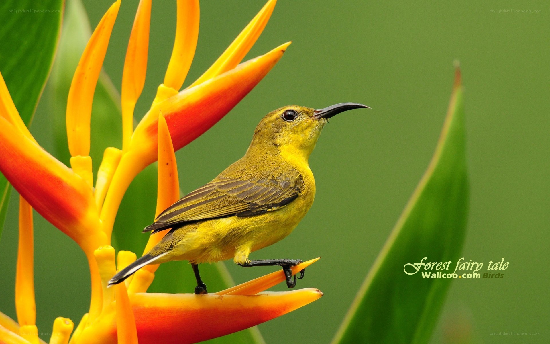 Yellow bird on a flower