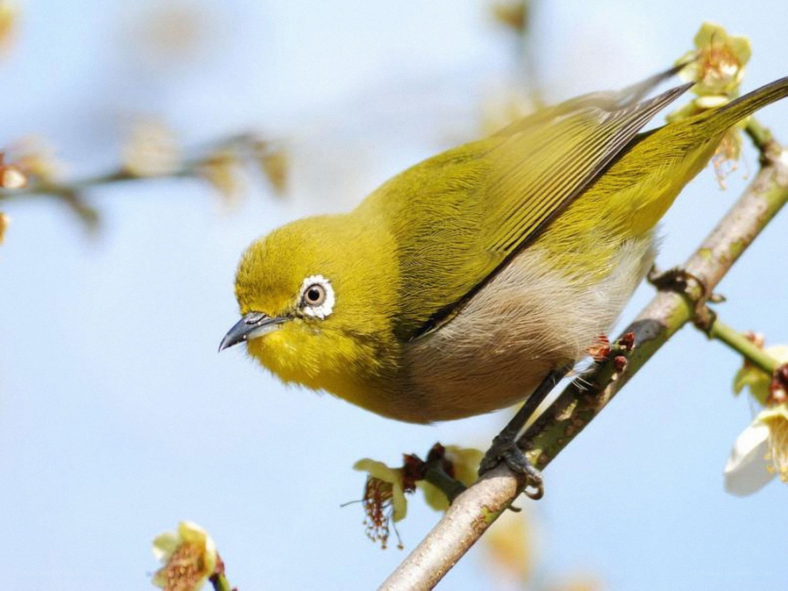 Yellow bird on a flowering branch