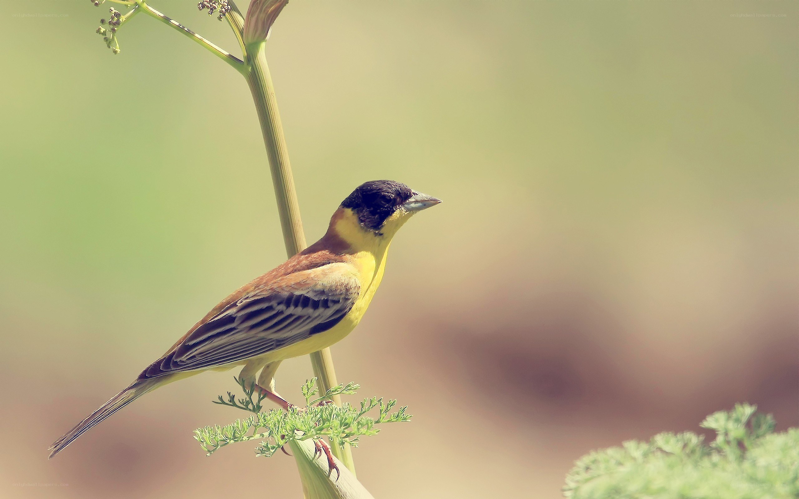 yellow bird on a plant