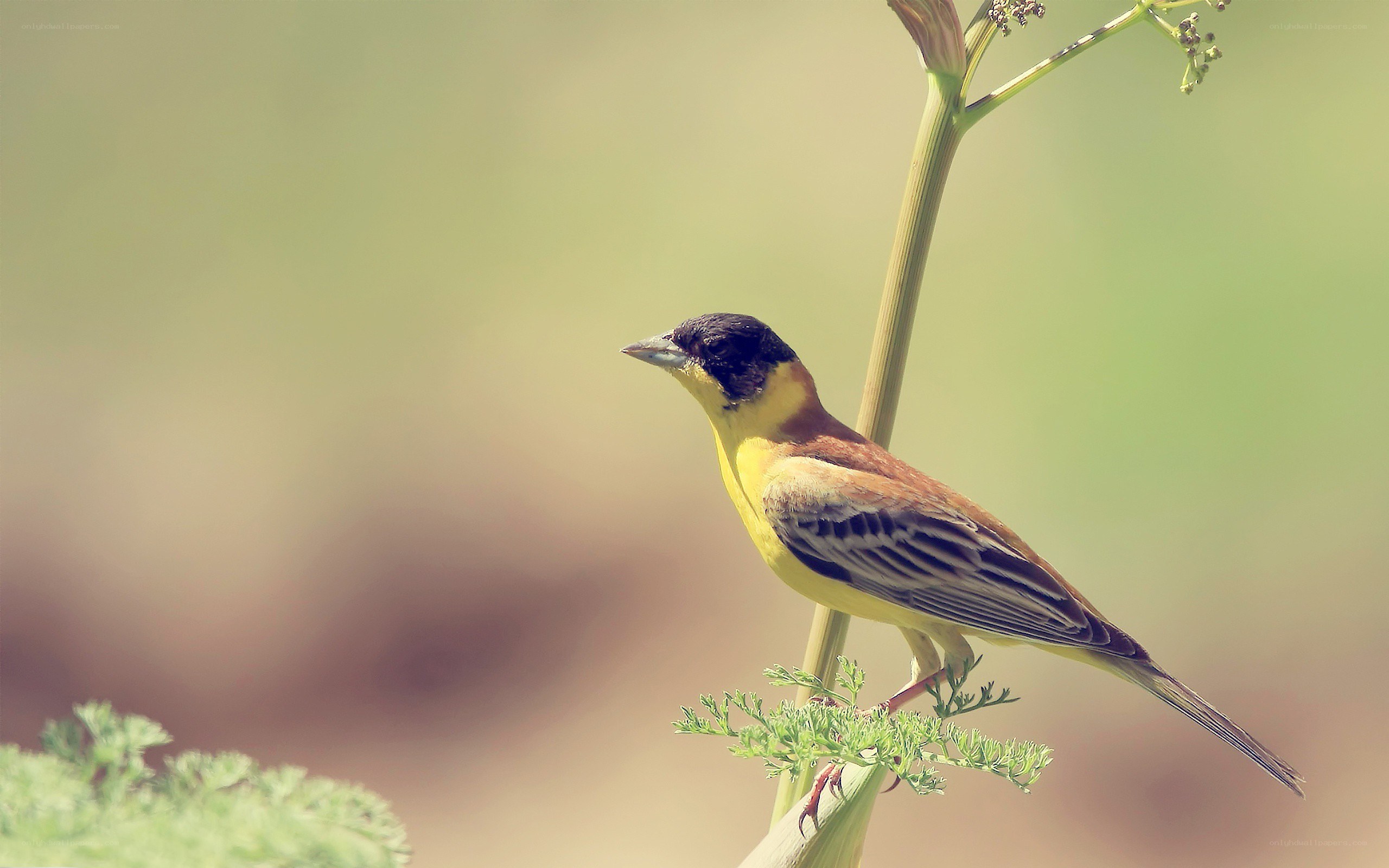 yellow bird on a plant