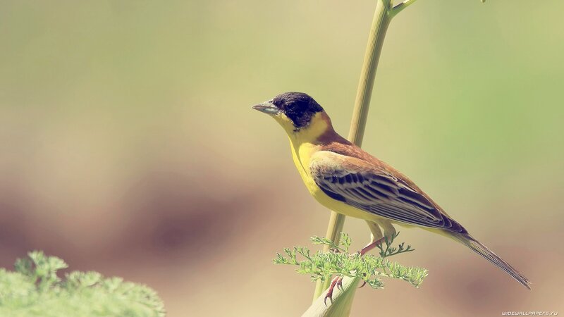 yellow bird on a plant