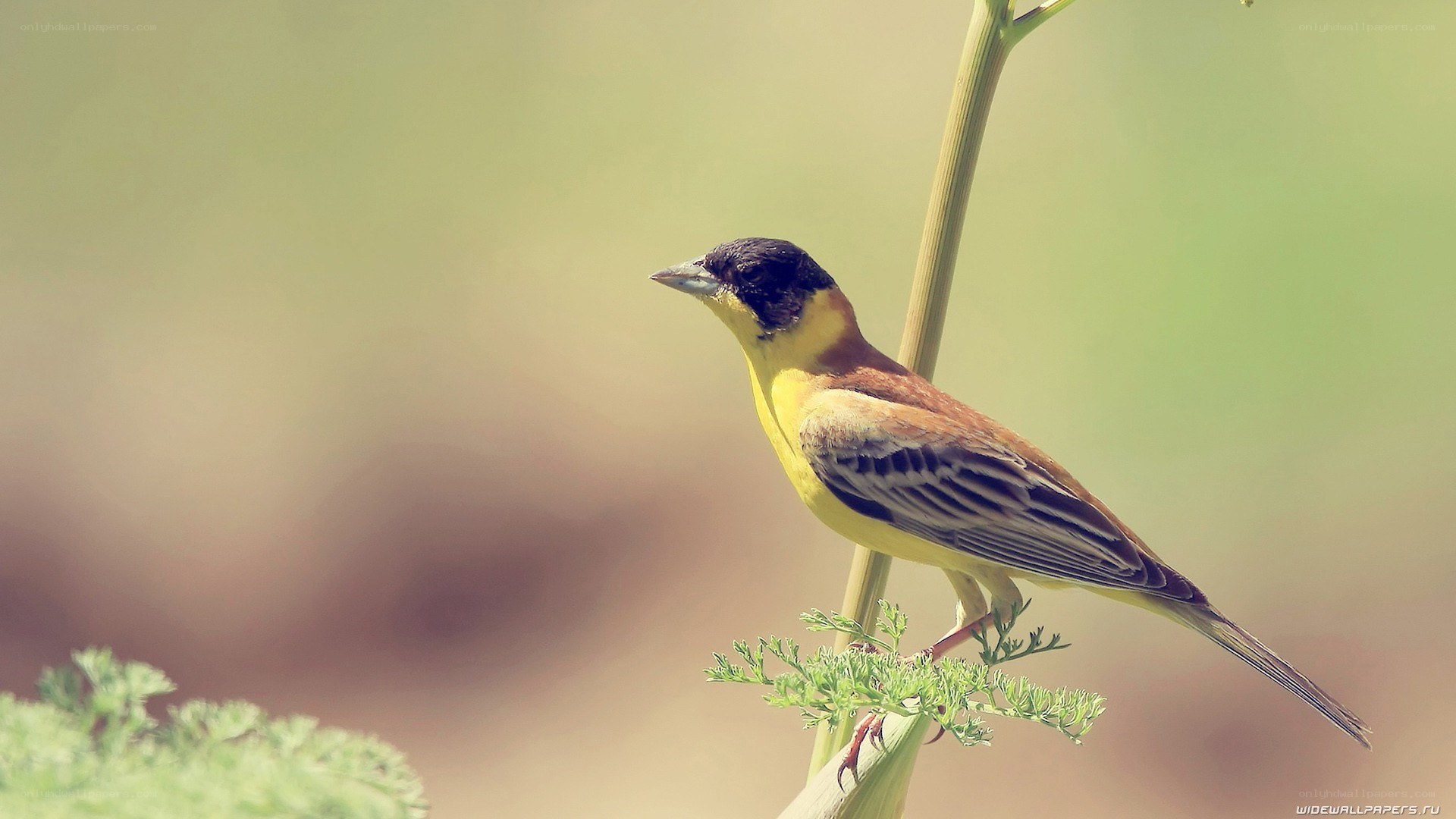 yellow bird on a plant