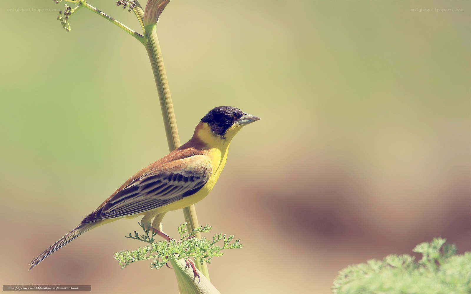 yellow bird on a plant