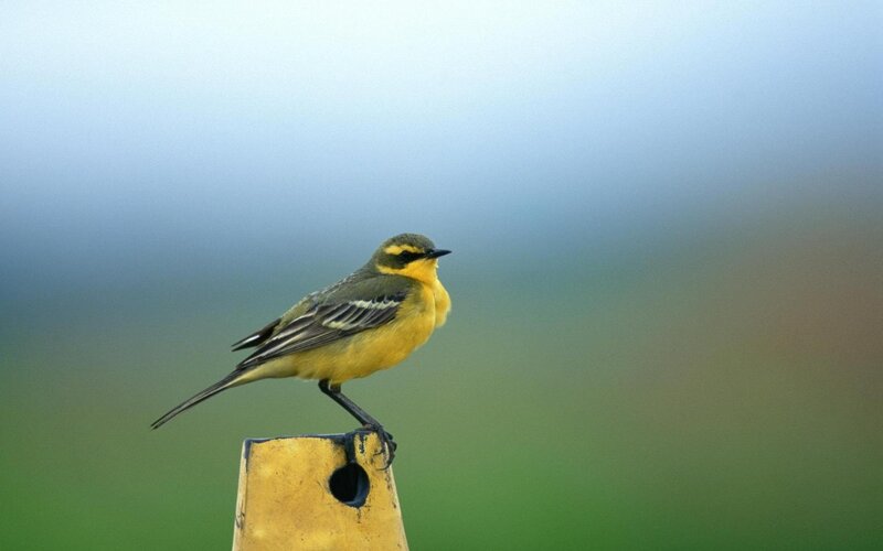 Yellow bird on a post