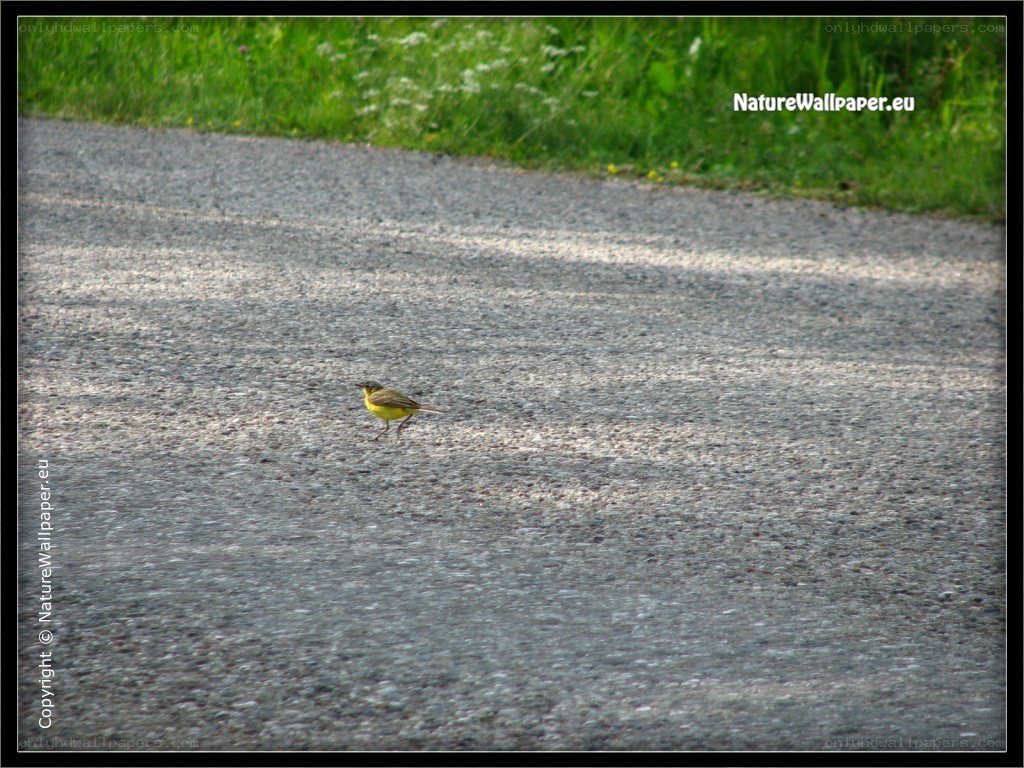 Yellow bird on a road