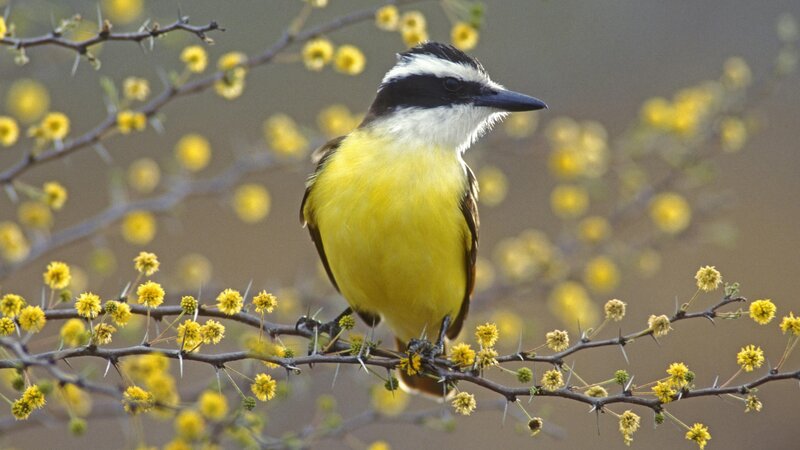 yellow bird on a thorny branch