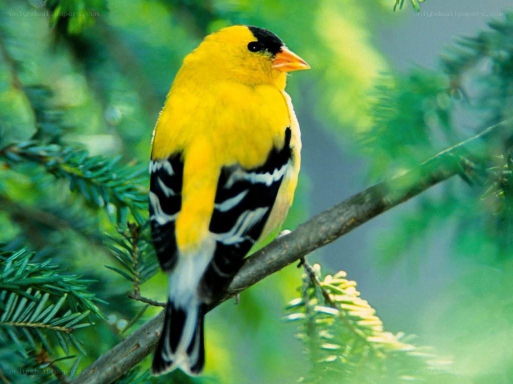 yellow bird on a tree branch