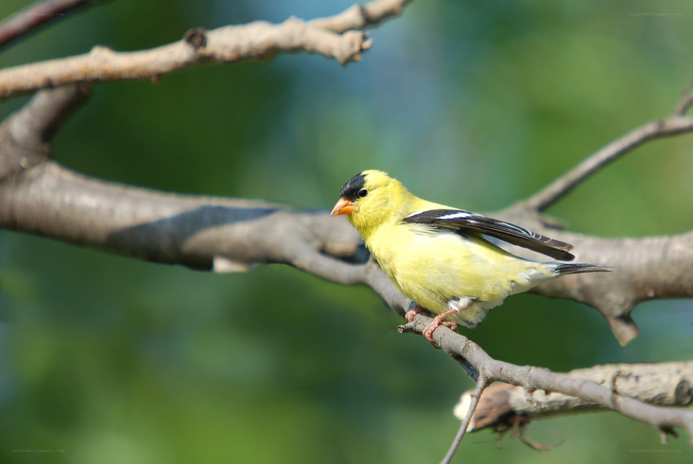 yellow bird on a tree branch