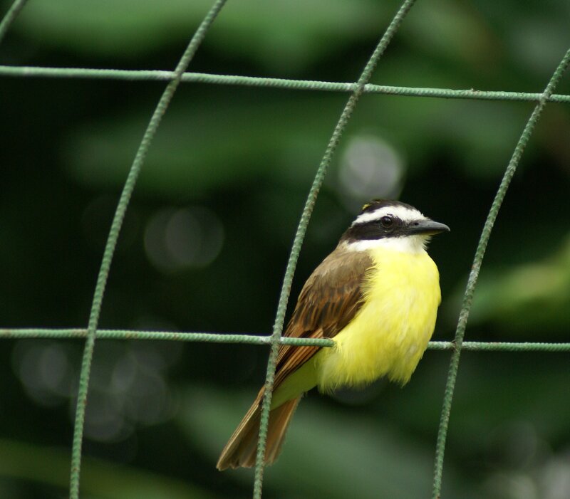 yellow bird on a wire fence