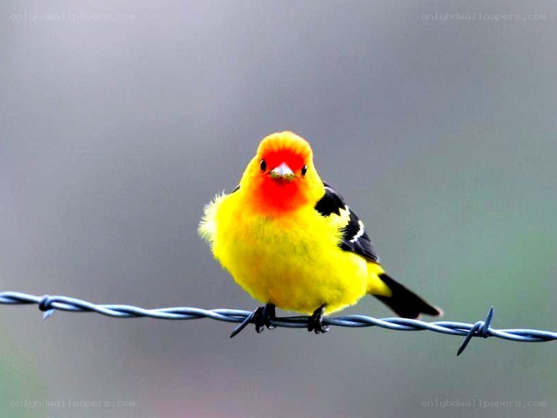 yellow bird on barbed wire