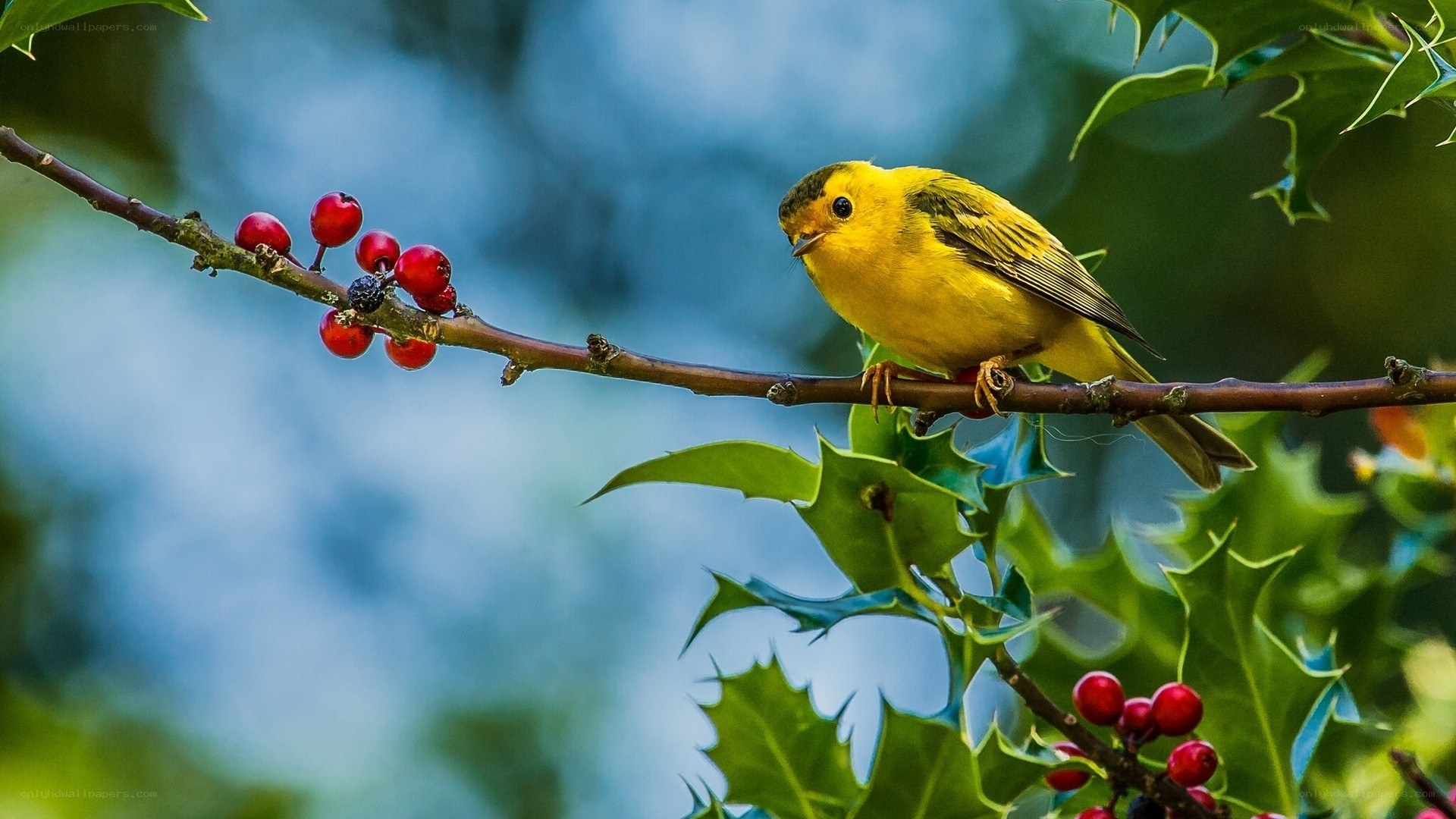 Yellow bird on berry branch